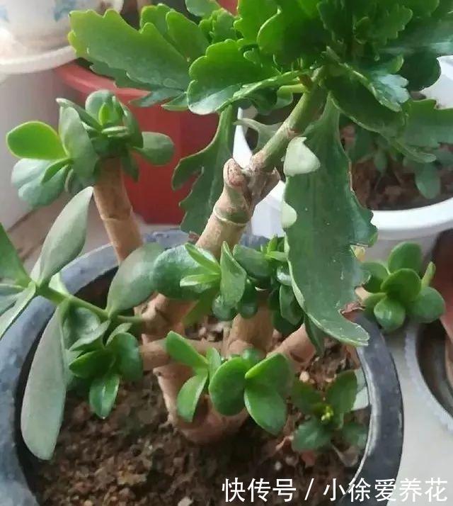 长寿花开败后,找对“位置”猛剪一刀,第二次开花更旺盛!