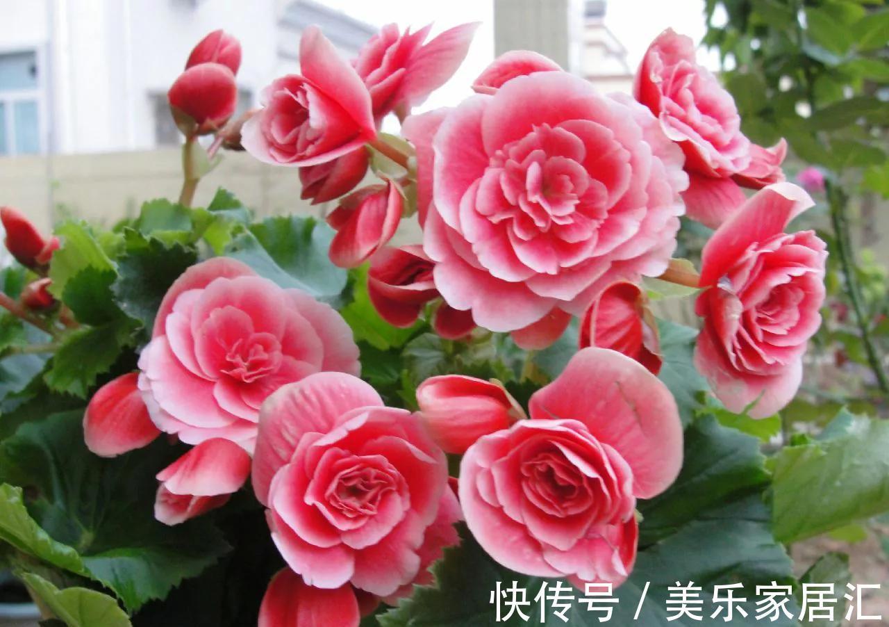 一盆有争议的花,大神视为宝贝,新手却躲得远远的