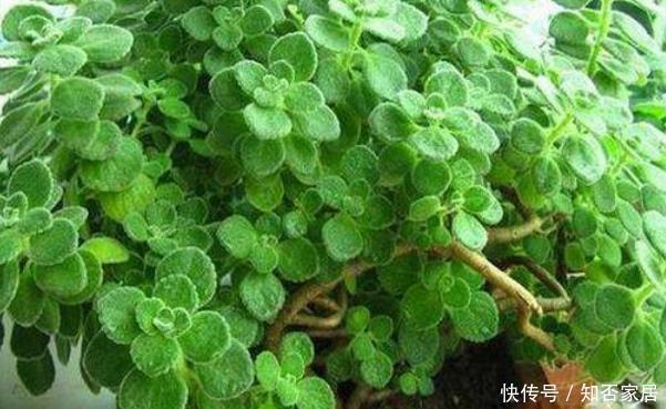 蚊香|蚊子最害怕此3种花,房间里一定要放几盆,没想到蚊香钱都省了
