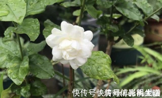 新手|养茉莉花有5个常见问题,对于新手来说,避免才能花开不断不黄叶