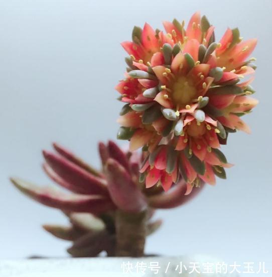 多肉长花箭,影响多肉的健康与生长,剪掉后既可繁殖又可制作工艺