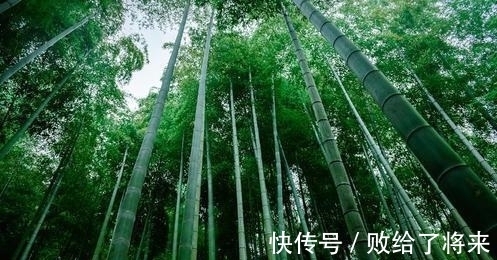 周鑫|影片《卧虎藏龙》外景地，面积3.5万亩，真是一片绿海