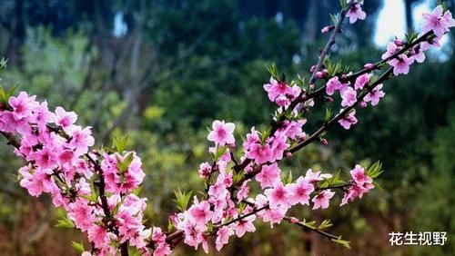 潼南桃花最佳观赏期，盛开如同“十里桃花”，美不胜收