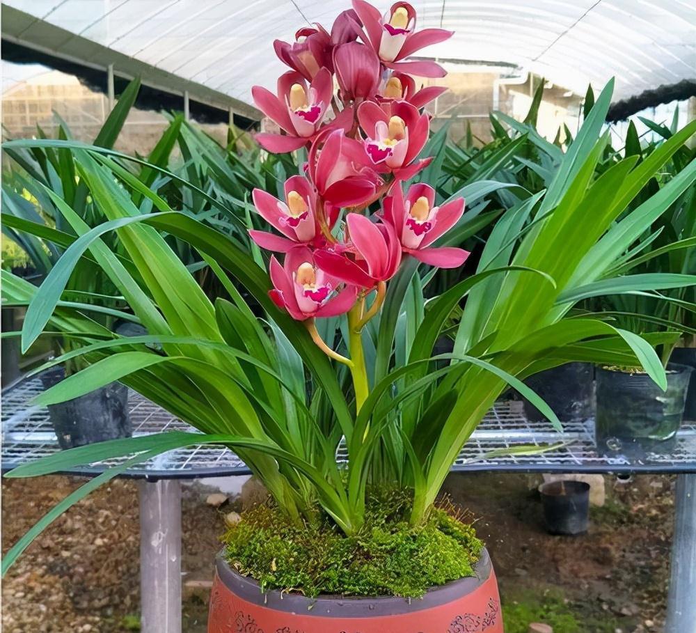 年宵花买大将军,花大色艳,平常打理简单,价位很亲民