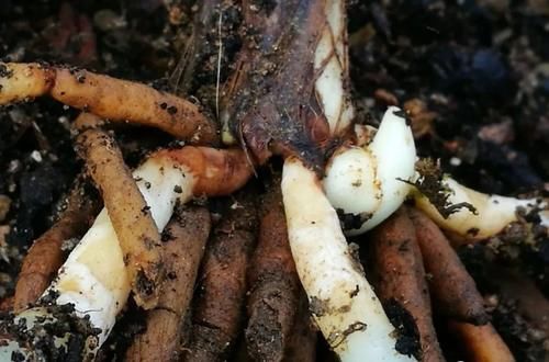 兰花叶芽与花芽的区别？虽然很好分辨，但是变化莫测