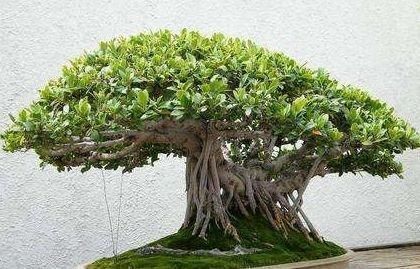 养榕树盆景,掌握“4点”技巧,颜值常年在线,花开培养成老桩