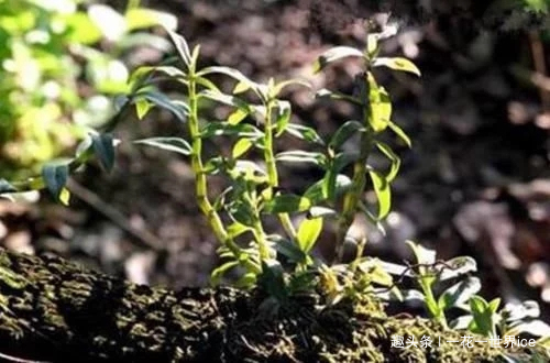 铁皮石斛|山中这种野草，曾为上贡“仙草”，一草难求，如今折段枝条就能养