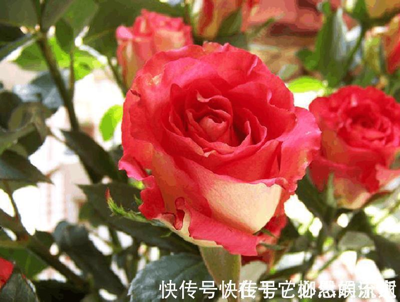 玫瑰|喜欢菊花,就养盆“珍品玫瑰”彩纸口红,婀娜多姿,妖娆动人