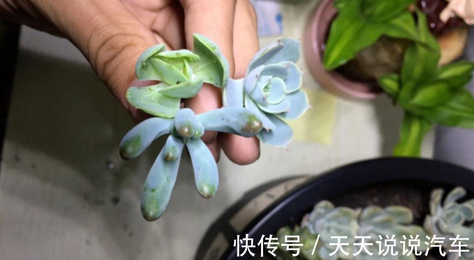 徒长后的多肉该怎么处理？砍头、扦插，按这些步骤操作准没错
