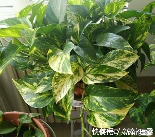光照|家庭养绿萝,学会最“实用”的方法,叶片绿得滴油,疯长不停!