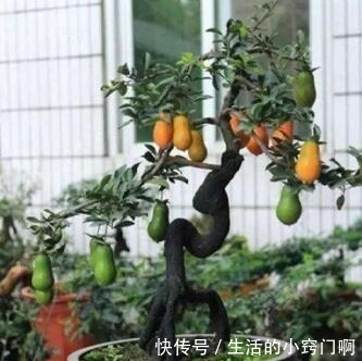 聪明人喜欢“2绿植”,养人还旺财,枝条变老后,就成“镇家宝”!