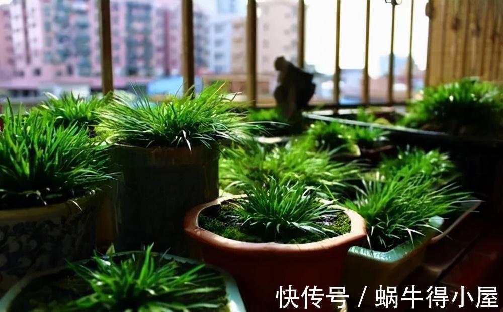 喜欢水的“7种花”,天天浇水也不怕,适合勤快的人