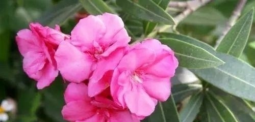 这几种花“毒”性太大了，不管他有多好看都不要在室内养殖！