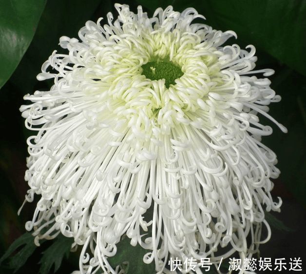 九里香|喜欢菊花,不如养盆“珍贵名菊”长生乐,花开似舞者,花瓣白如玉