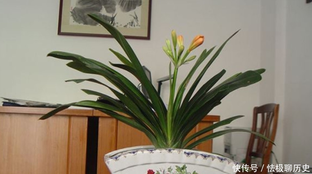 伏天养君子兰,一动不如一静,做好“3点”花期顺利开花!