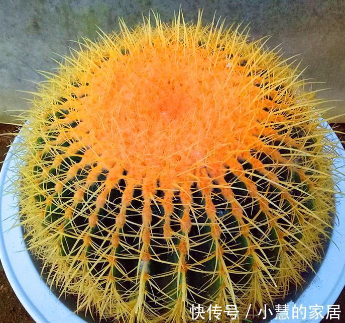 盆景|种“霸气花”，镇宅又大气，家里养一盆，护家守家保平安