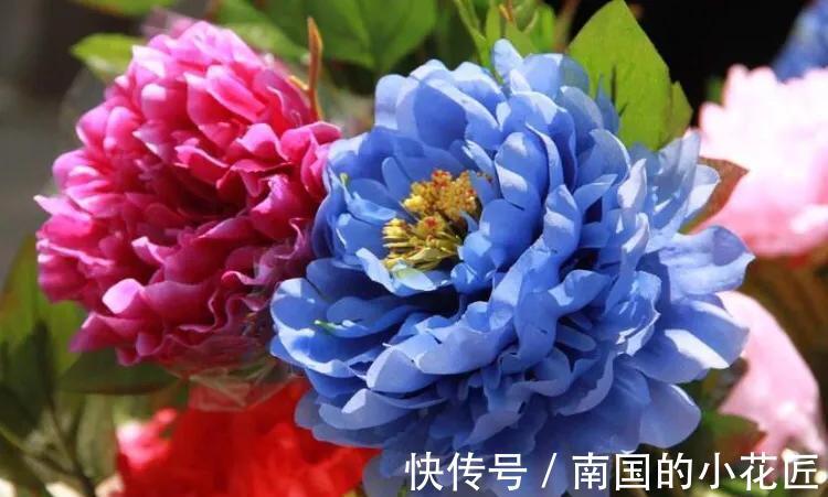 杜鹃花|俗话说“五种花草进家门,招财纳福出贵人”,有道理吗