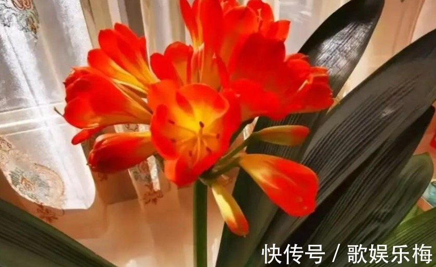 君子兰|容易被水浇死的“14种花”,手太勤反而养不活