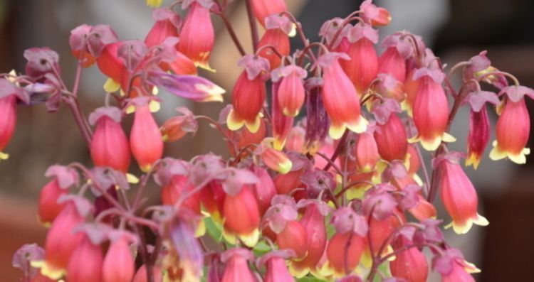 聪明人|聪明人都养4种花,净化空气,帮助睡眠,适应性很强