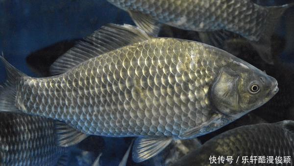 买鲤鱼时,“胖”的好还是“扁”的好3个小技巧,避开挑选误区