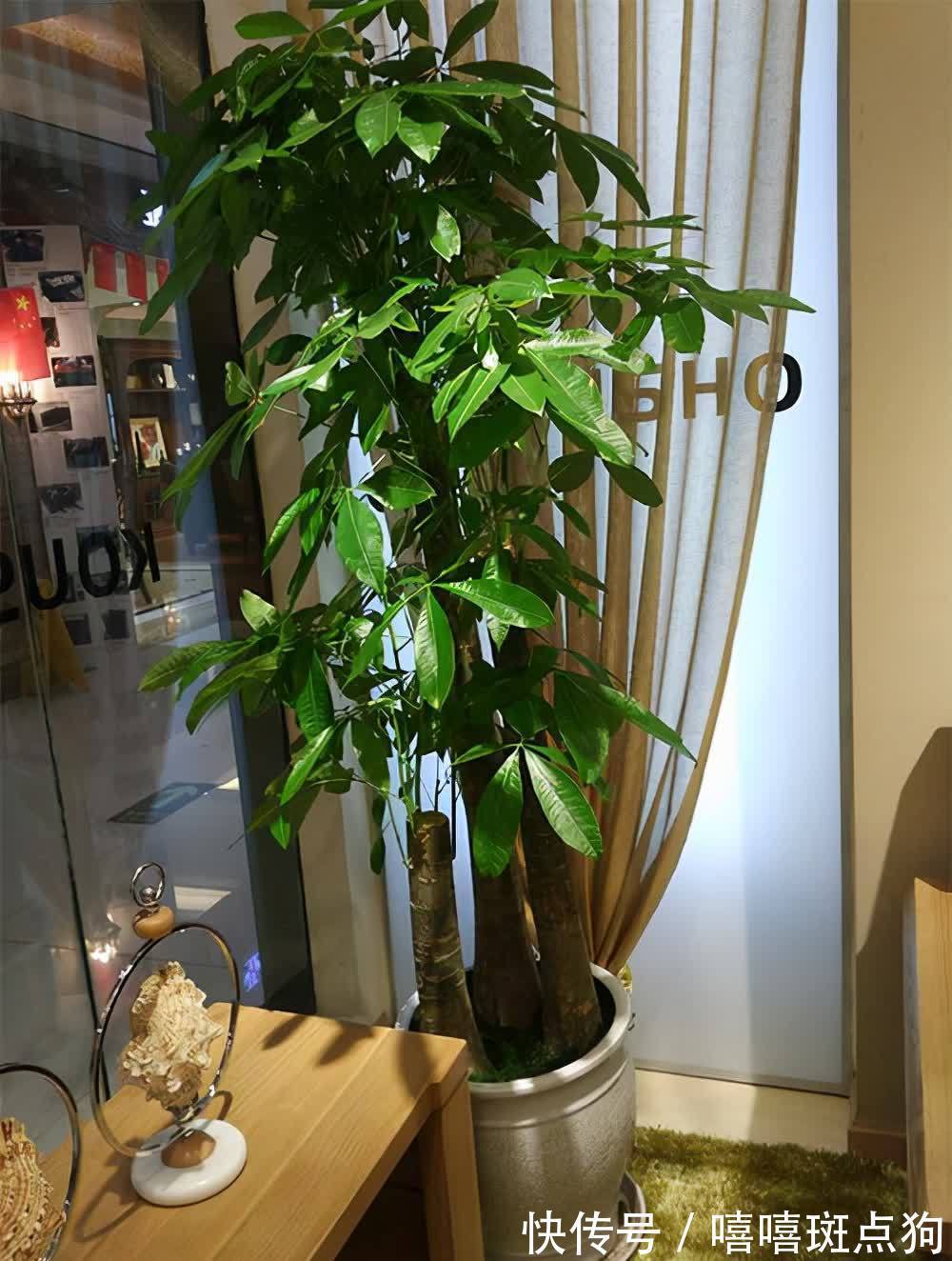 室内想养大盆镇宅花，建议从这10种里面选，听名字就很霸气