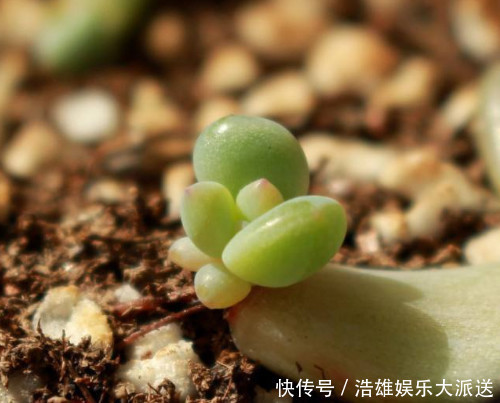 多肉|多肉奥普琳娜如何叶插教你3个小步骤，不仅快速生根越长越茂盛
