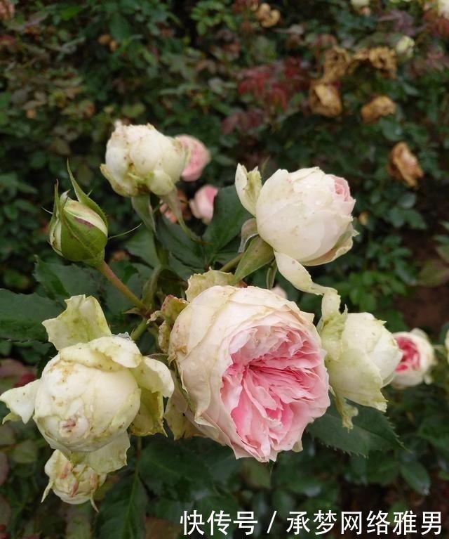 开爆|爱你的小花匠,七夕前,养好了20种月季花,随便1种都已开爆盆