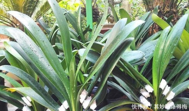 鲜艳|养君子兰,浇1杯“营养液”,7天冒花苞,花朵鲜艳,越长越美!