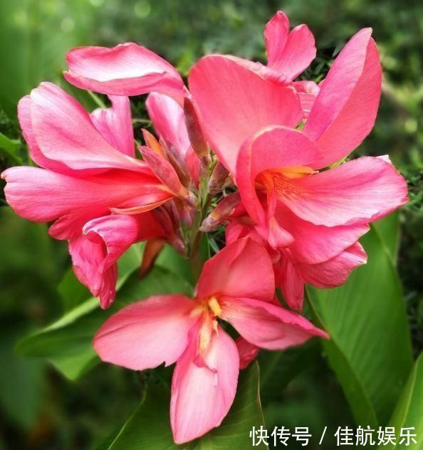 美极了|夏天“盛开”的几种花,越热越开花,家中养2盆,美极了