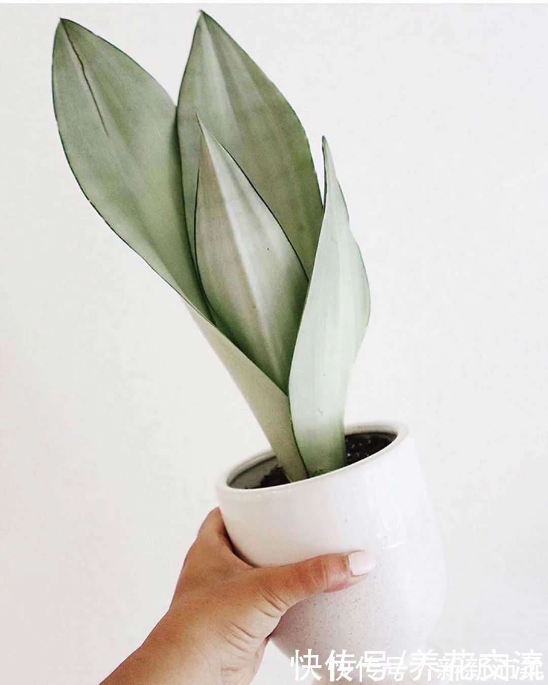 竹芋|6种常见的弱光植物,能室内半阴的环境,养窗台便可维持良好状态