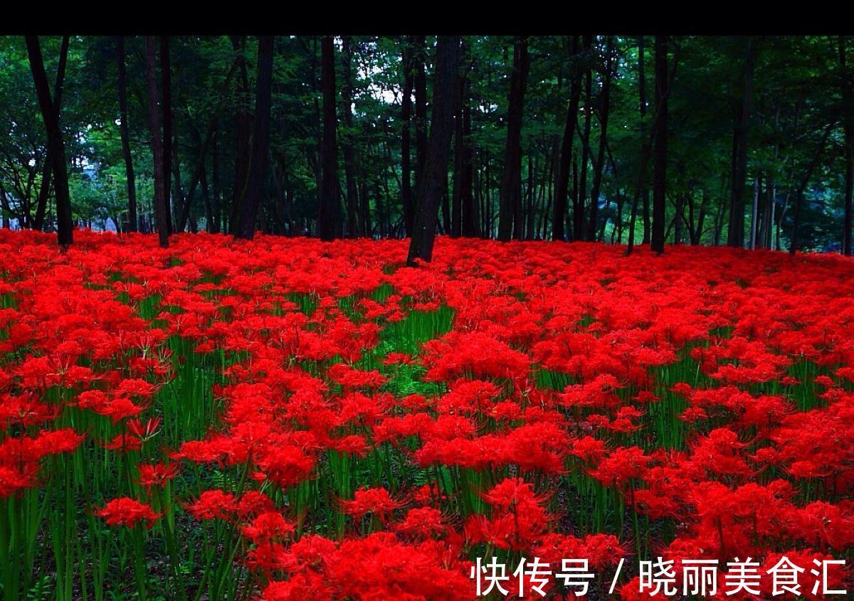 彼岸花|8种花都有“烂名字”，大多人不敢养，被名字耽误了一生的花