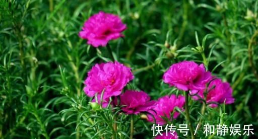 在家养盆太阳花,养护记住以下3个小技巧,今年开花明年还能开