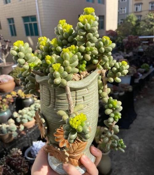 养多肉坚持很重要，都说很丑的龟之卵，六年时间变悬崖桩，真好看