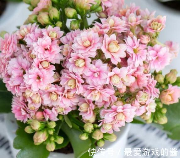 买了一盆正在开花的长寿花,可以给它换盆土吗,怎么养护呢