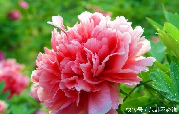 几种花,开花漂亮又好养,养上一盆四季欣赏,好养活还不贵