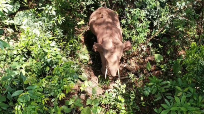 普洱市 普洱:“象”见恨晚的地方