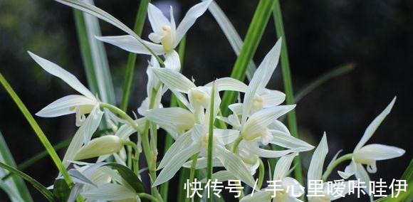 5种花“不吉利”,再喜欢也别放“室内”,你家若有,抓紧搬出去