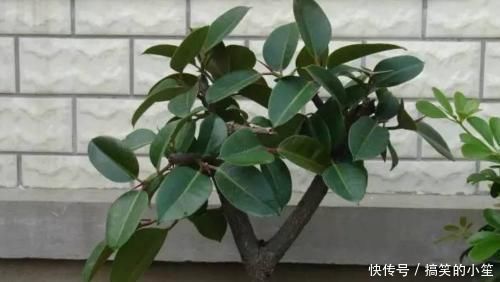 室内采光不够，养花就挑耐阴花，呼呼爆盆