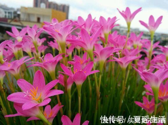 泼辣的“胖美人”10块钱买“一堆”,狂风暴雨后,妖艳花满地