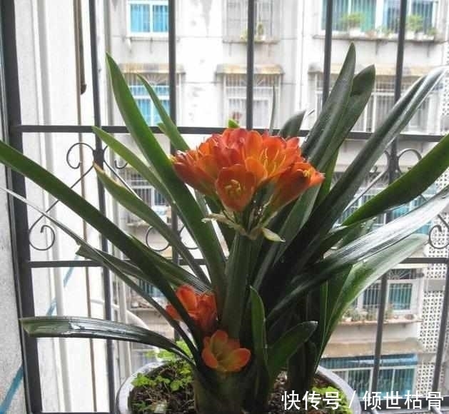 发财树黄叶就快死了,给它喝点这个,叶子很快变得锃亮