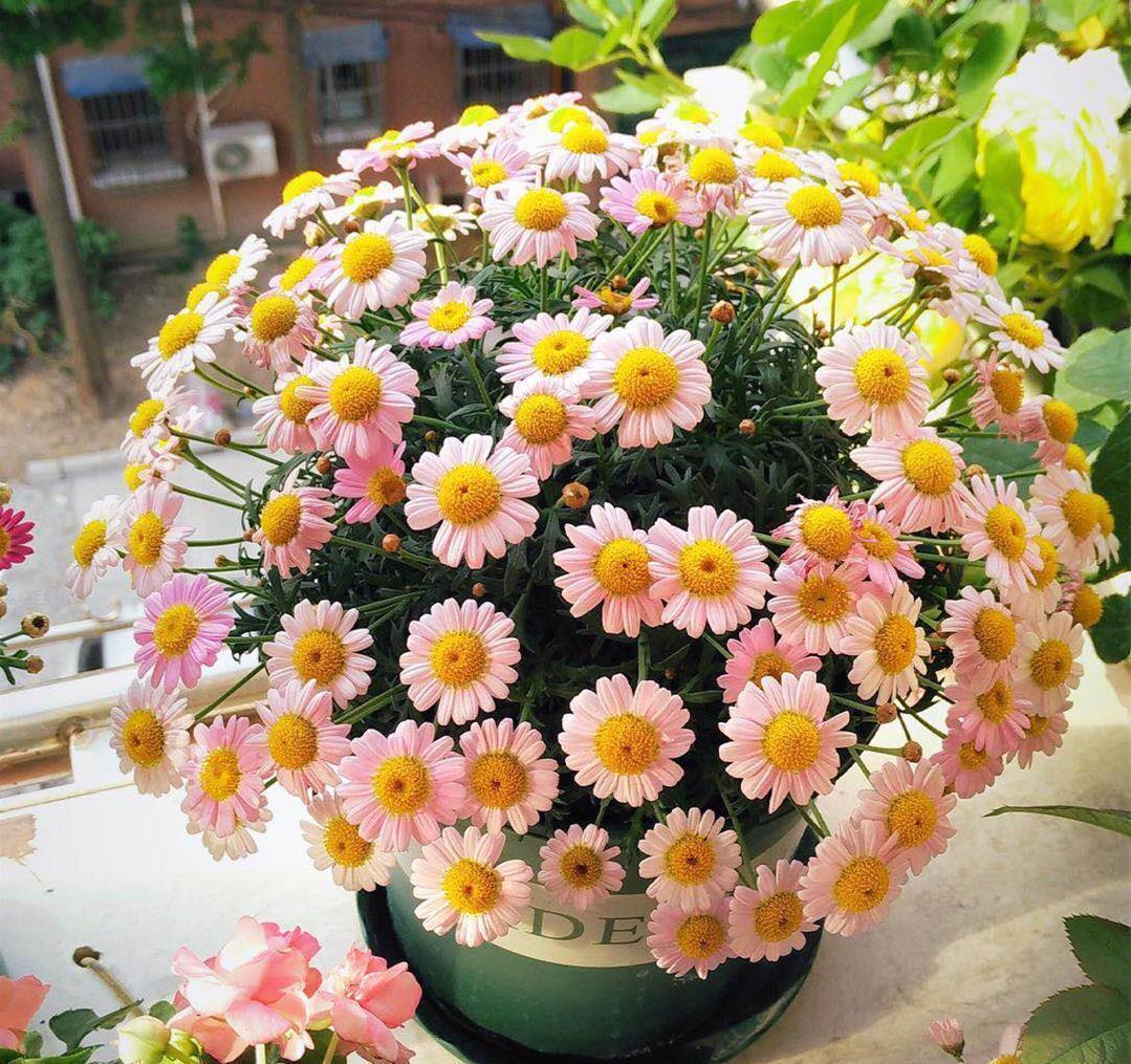 阳台|这些小草花,个个真美人,阳台养几盆,繁花不断,美到不敢看