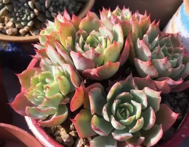  养肉|养肉人的初心：喜欢多肉的这几年，你变了吗？