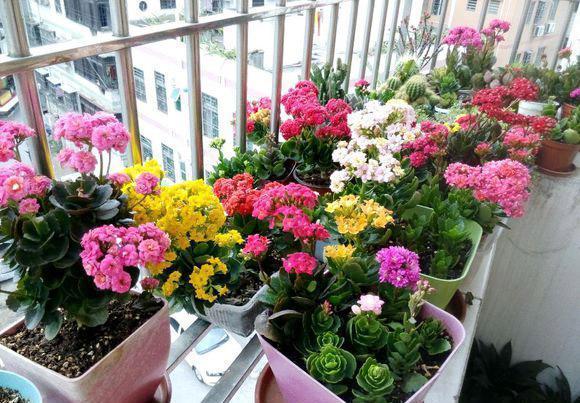 冬季养长寿花,记住3条养护法则,开花早花期长