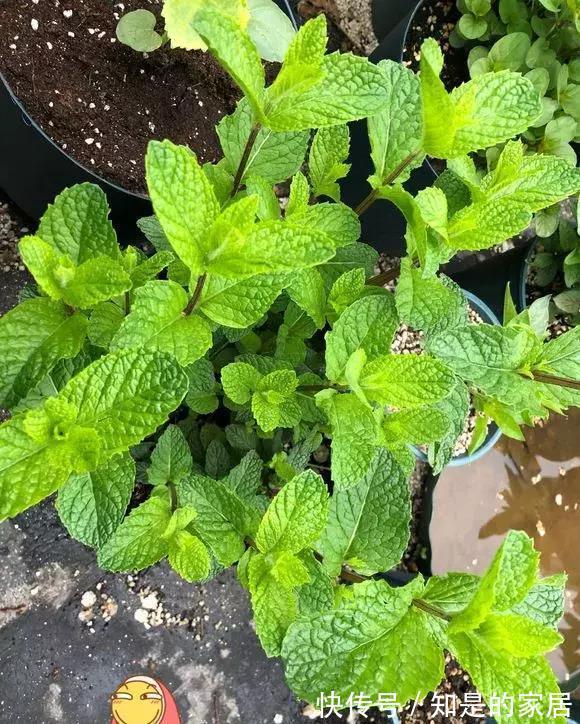 茉莉|“漂亮花”，养人又养心，好看又好吃，是老中医的最爱