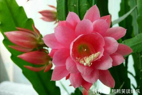 此款仙人掌,比绿萝好养,比荷花好看,简单易成活,花开硕大