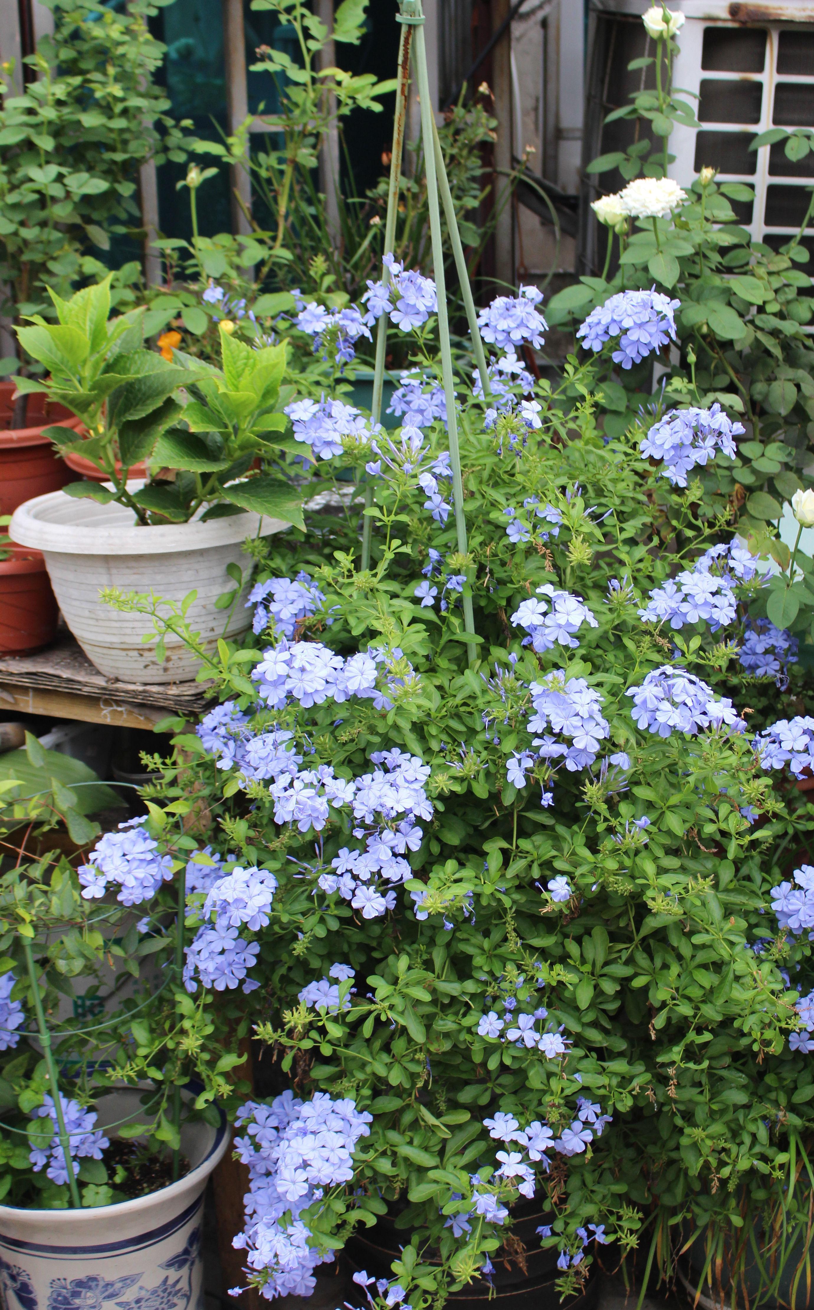 7种“娇气花”，10度还不拿屋里去，几天就冻死，只剩空花盆