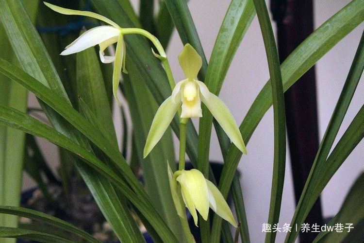 最适合新手的兰花,价格低廉,多季开花,漂亮又好养,赏花又闻香