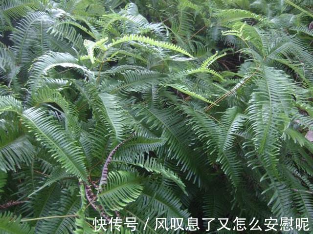 野草|农村野草背上长着“金珠”,蒜农喜欢!用处很多,你瞅过吗