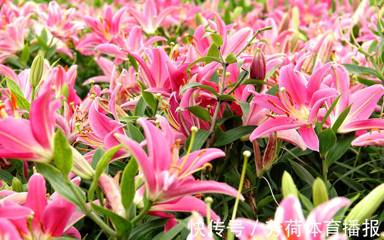 家养这些植物,阳台开出花海,花型别致可爱,花色清新淡雅