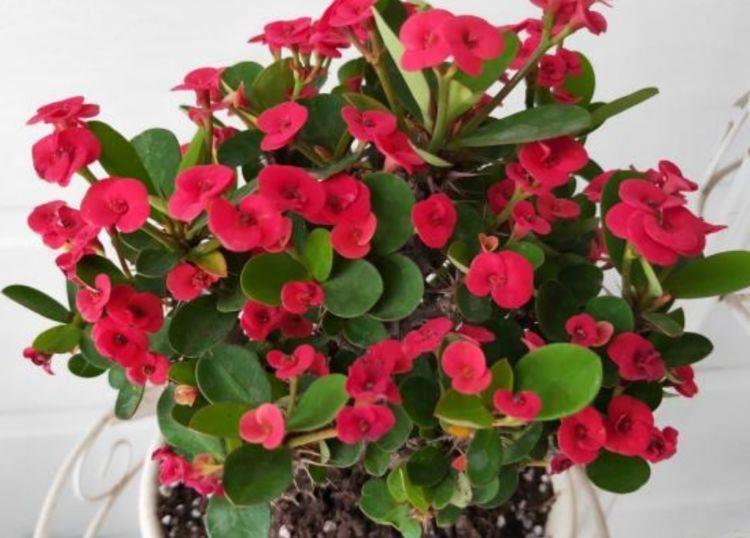 5种漂亮花,好养易活,花开不断,枝头窜满花苞,美